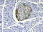 Anti-COPE Picoband Antibody